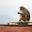 Monkey eating banana, Kathmandu, Nepal