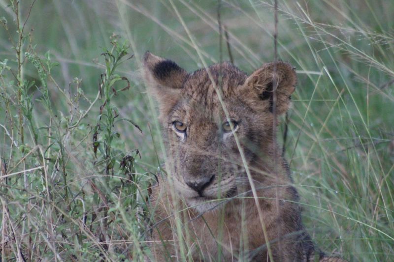 Seraina. Young lion among tall grass. Queen Elizabeth NP. Uganda