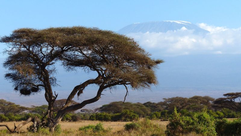 View of Kilimanjaro from afar with an acacia tree and other vegetation in the foreground