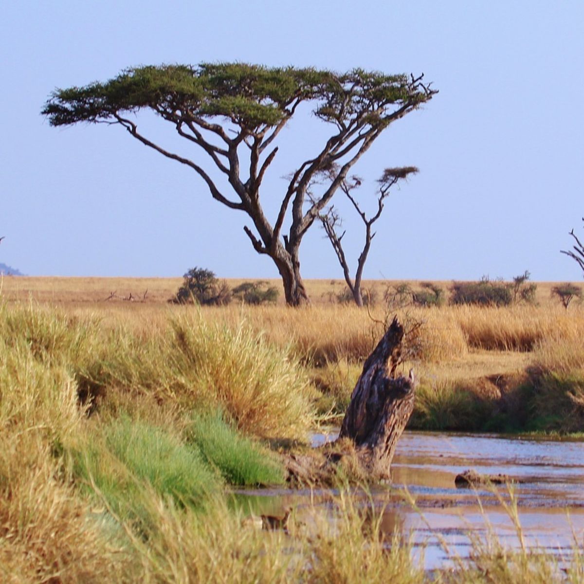 Serengeti landscape