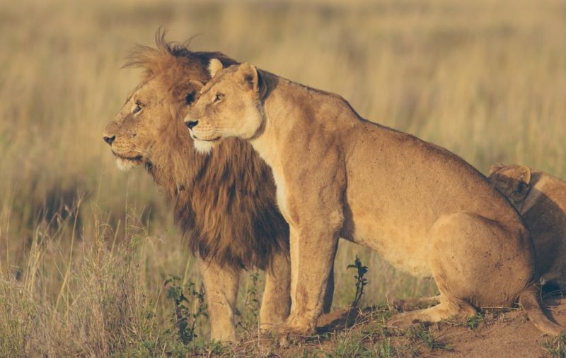 Male and female lion. Safari a best thing to do after climbing Kilimanjaro