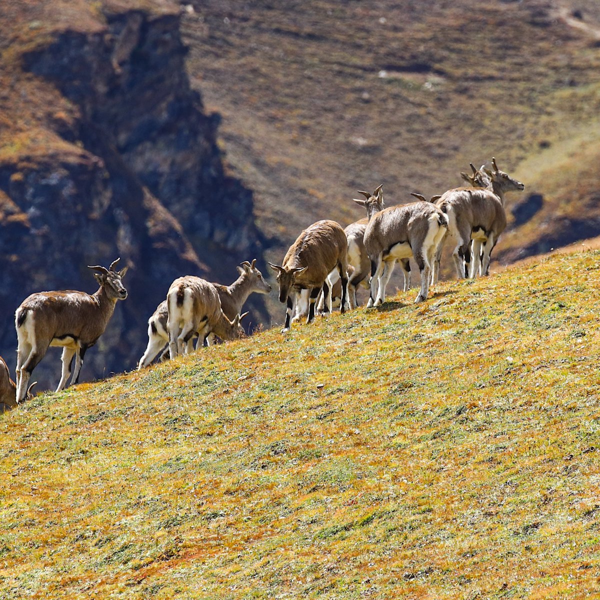 Pur. Blue sheep on hillside in Bhutan