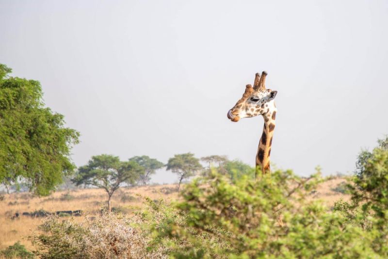 Giraffe at game park in Uganda