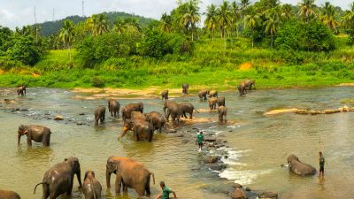 Asian elephants in river in Sri Lanka