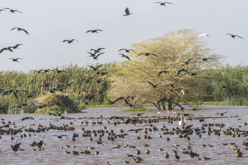 African spoonbills and ducks Lake Manyara