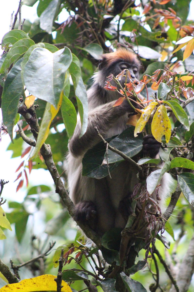 Seraina. Uganda red colobus monkey