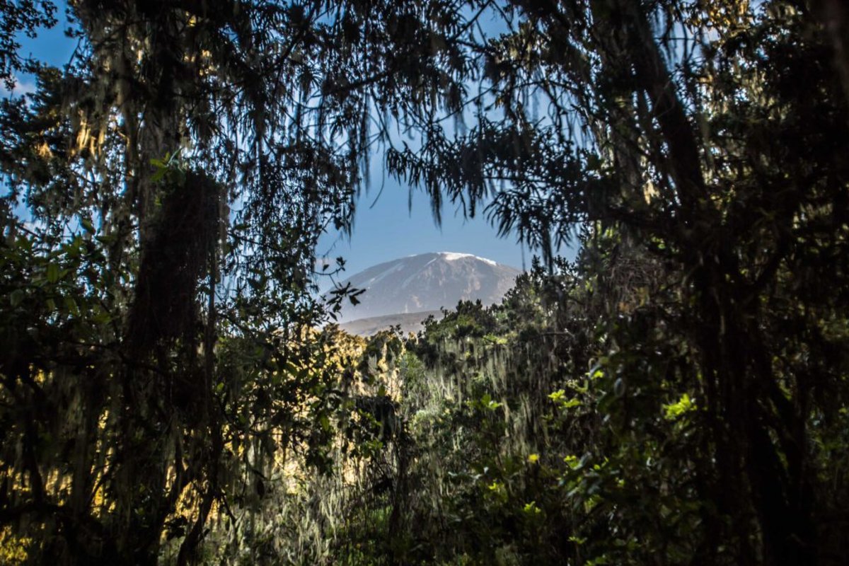 Rainforest Kilimanjaro routes