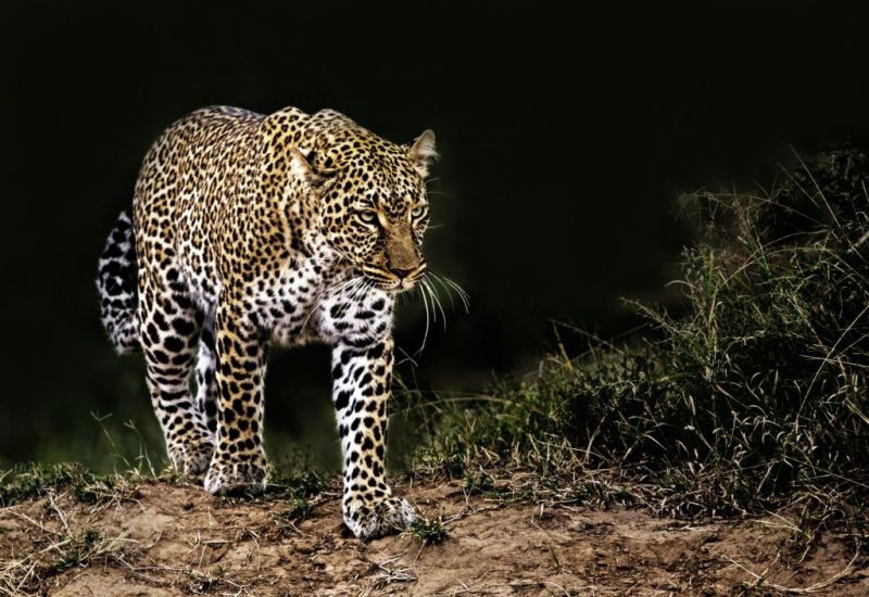 African leopard walking at night