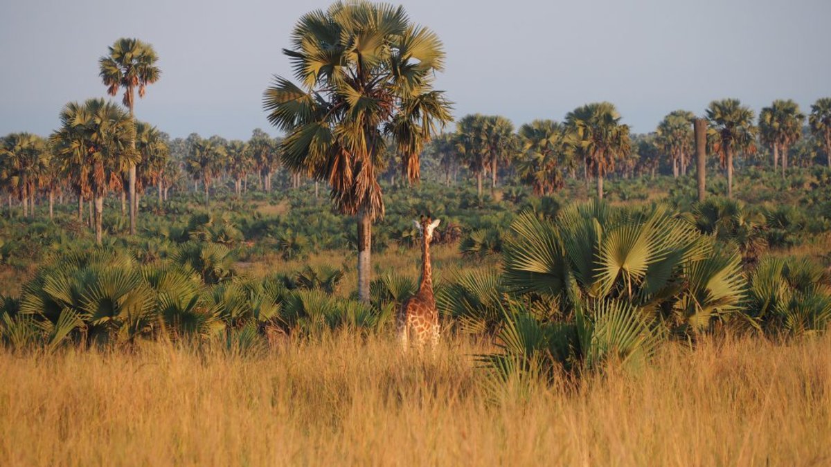 Giraffe standing among palm trees in Murchison Falls National Park