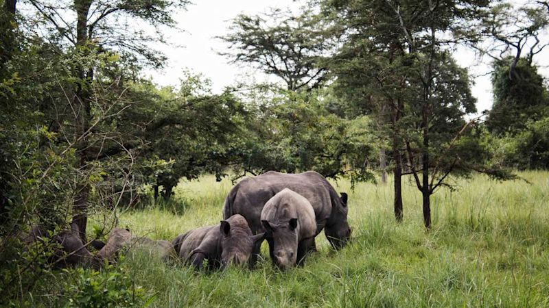 Black rhinos in green landscape