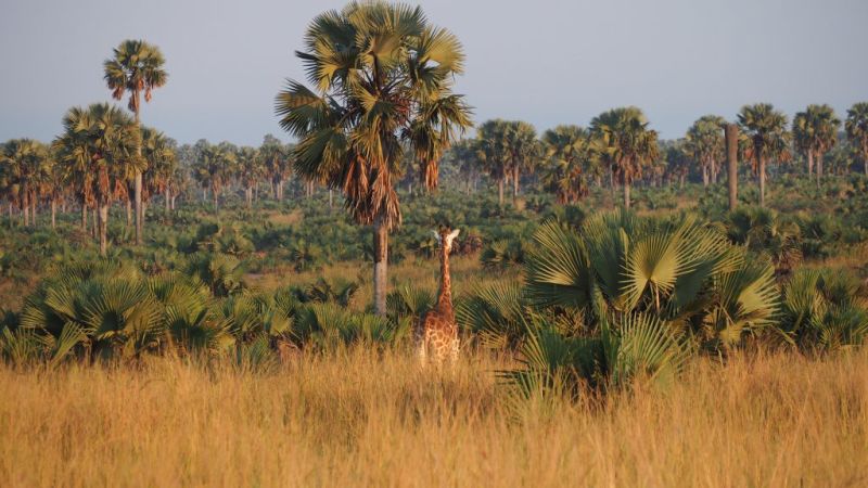 Giraffe in Murchison Falls National Park