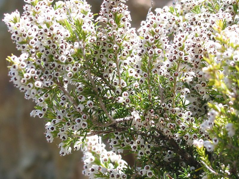 rwenzori tree heather Uganda