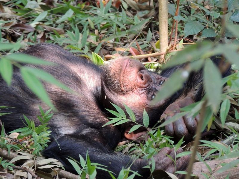 chimp lying on the ground