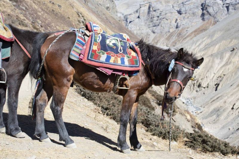 Horse Annapurna Circuit route