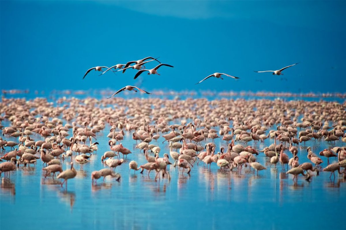 Flamingoes on Lake Manyara