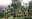 The Rwenzori Mountains mist Uganda giant lobelias