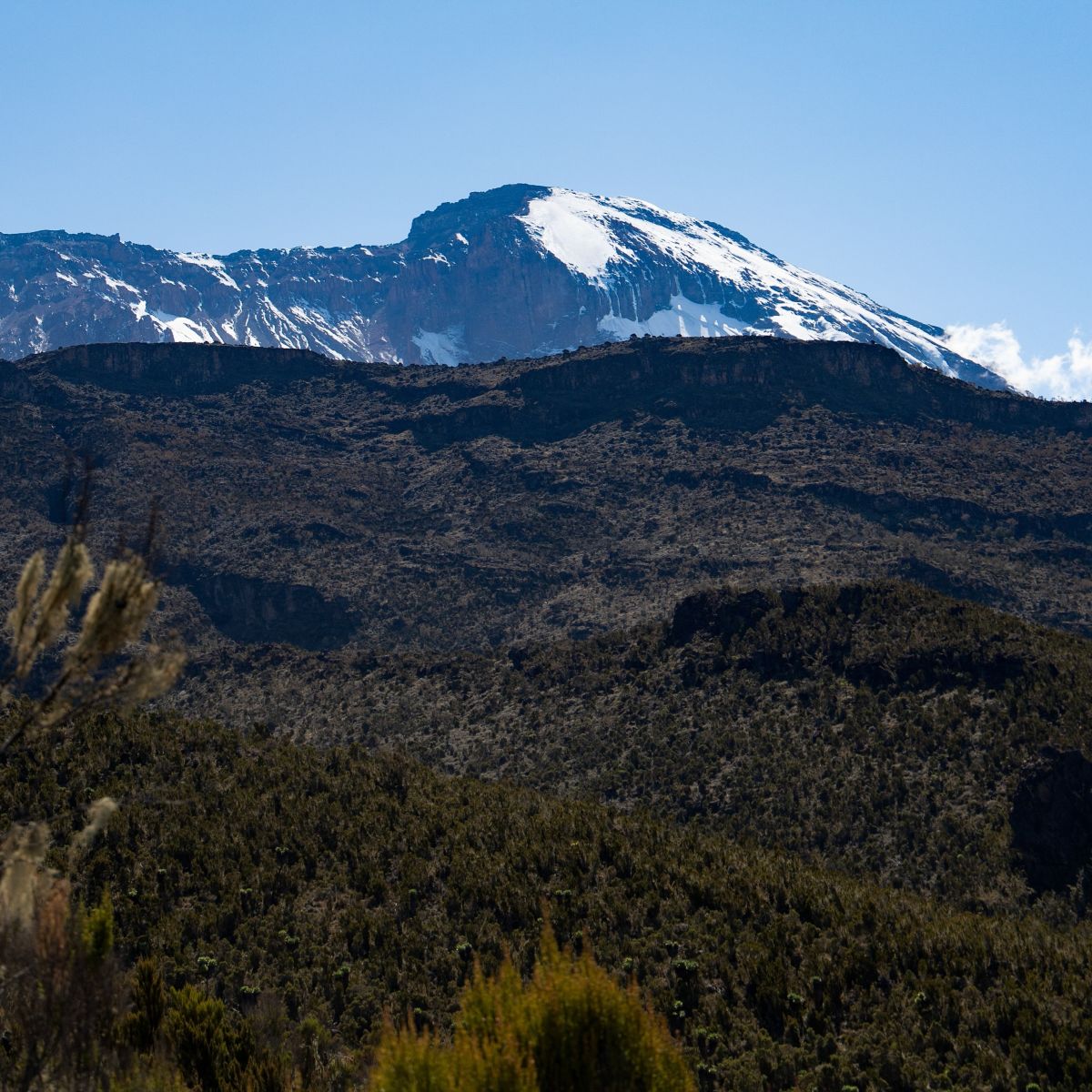 View upwards towards Kilimanjaro's peak from the moorland band