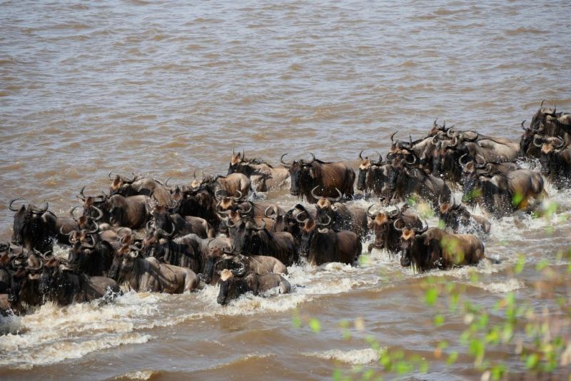 river crossing of wildebeests