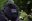 Close up of a silverback mountain gorilla