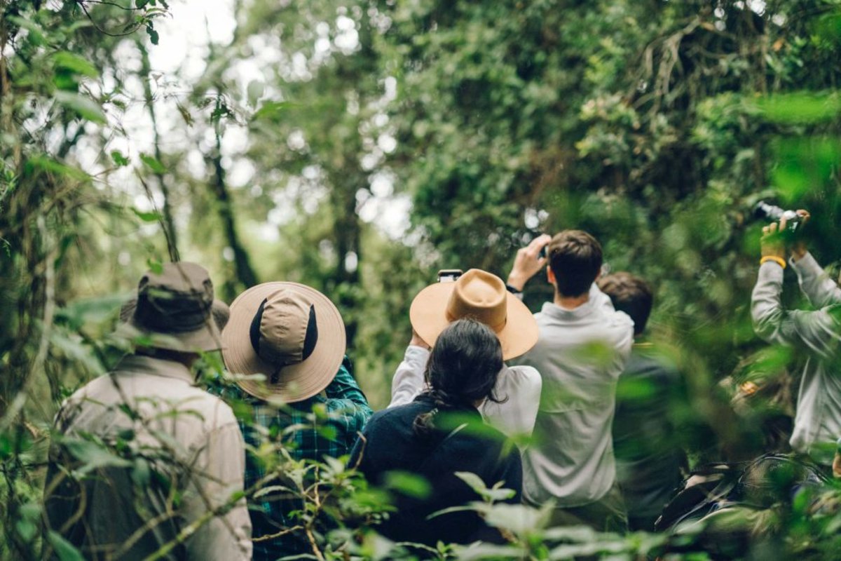 Gorilla trekking