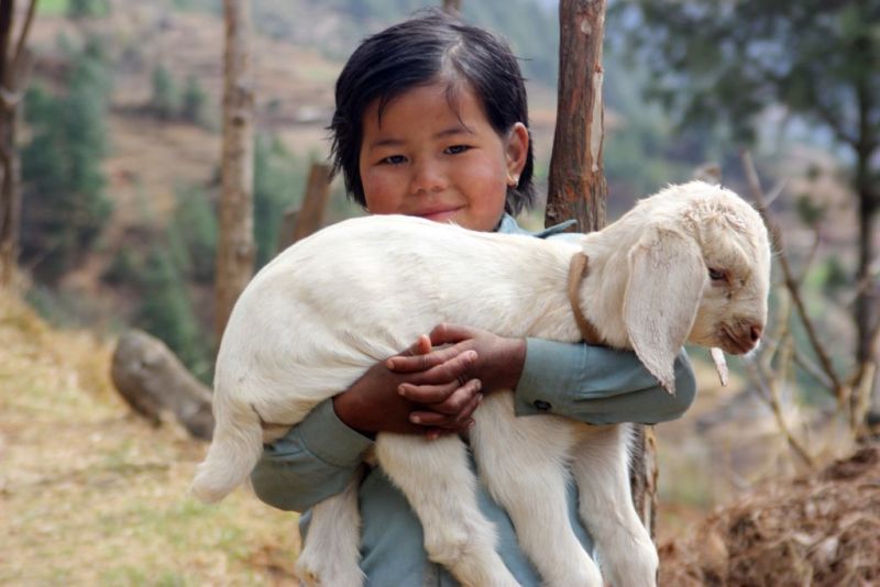 Sherpa girl holding lamb