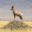 Topi antelope African safari