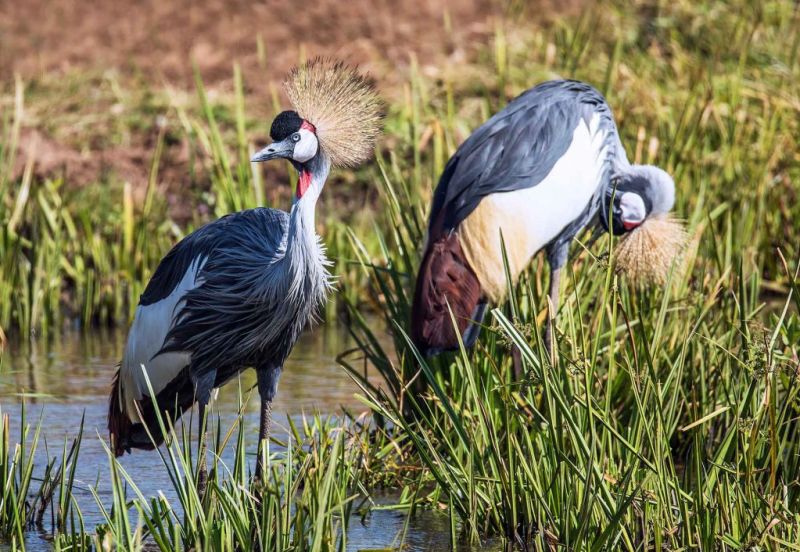 Grey crowned cranes in Uganda