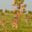 Giraffes palms Murchison Falls NP