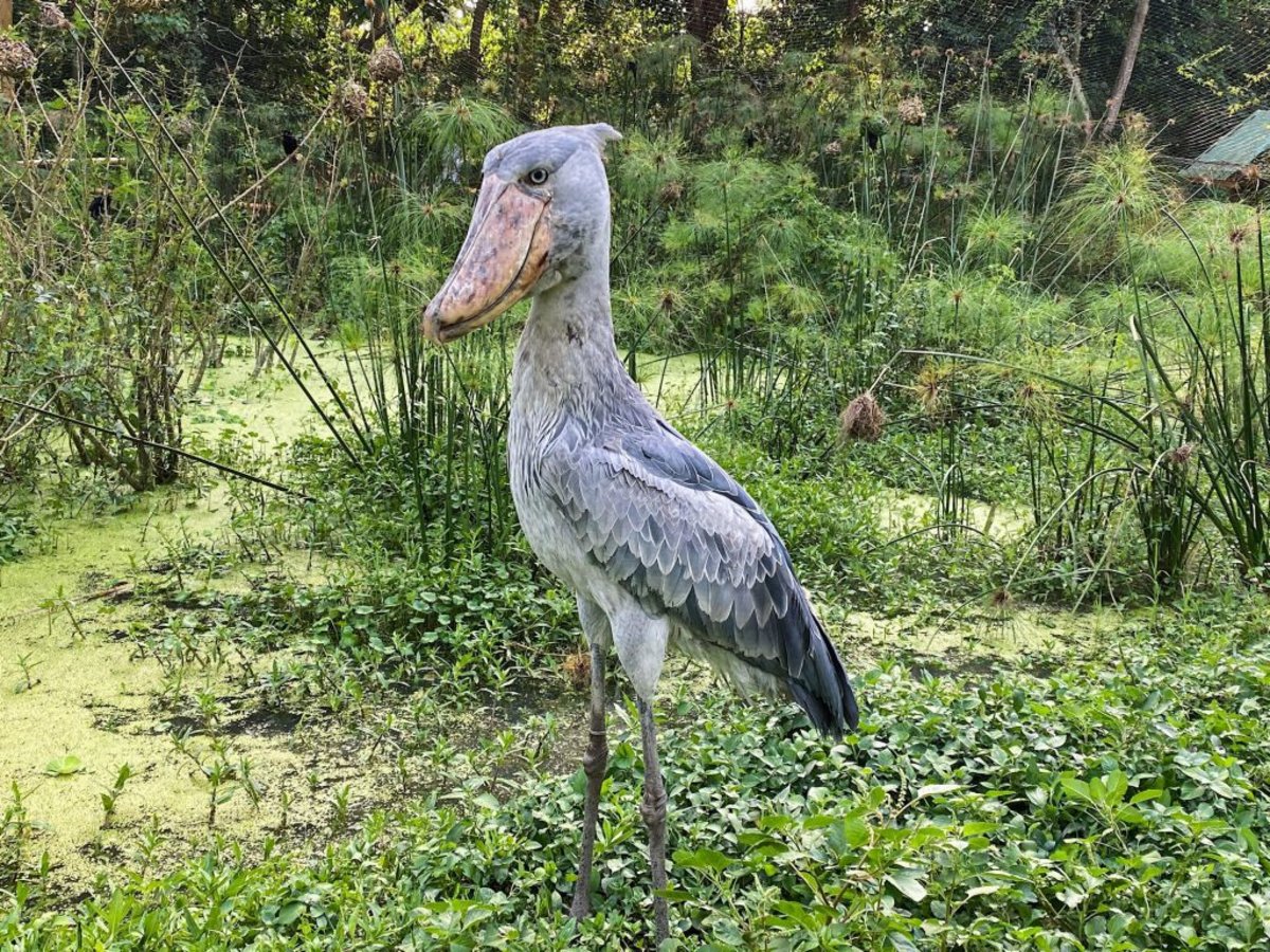 shoebill standing in a swamp