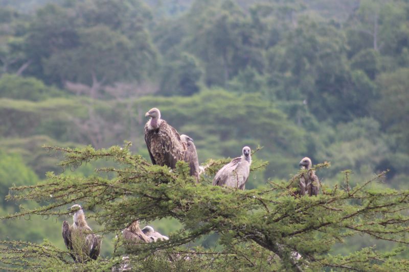 Seraina. Vultures in acacia tree, Queen Elizabeth NP, Uganda