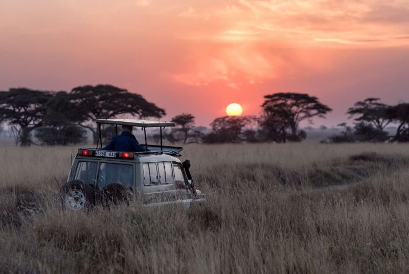 african safari at sunset