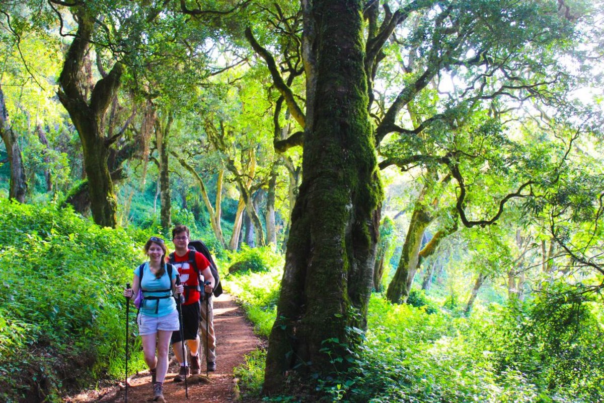 Walkers on Kilimanjaro in the forest