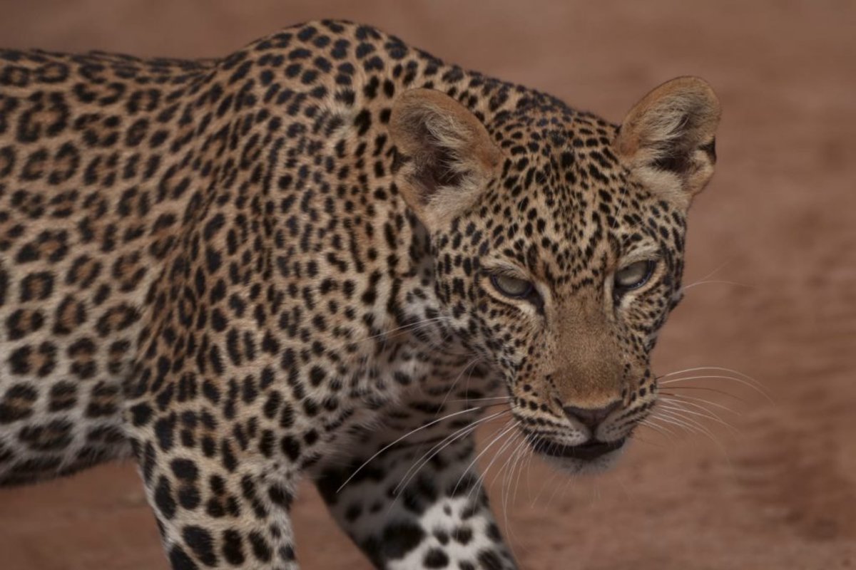 Leopard looking at camera