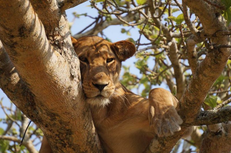 tree-climbing lion