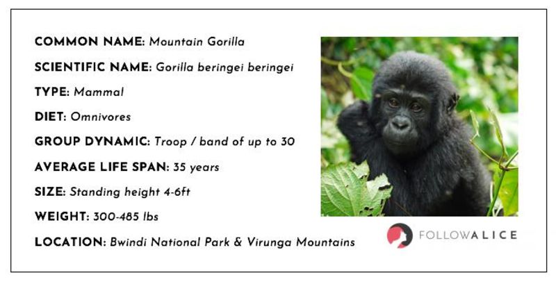 Mountain gorilla fact sheet