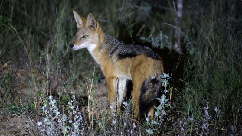 Jackal in South Africa at night
