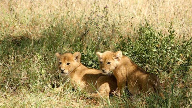 Two lion cubs in tall grass