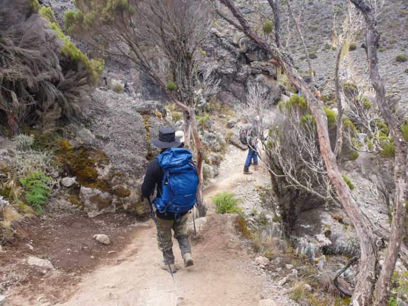 Man wearing pack walking along trail through trees on Kilimanjaro