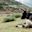 Yaks resting on Annapurna Circuit trek