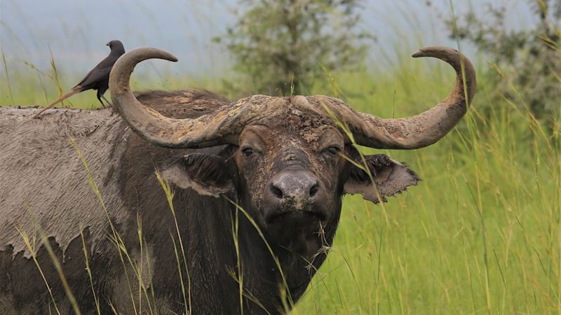 African buffalo and bird close up
