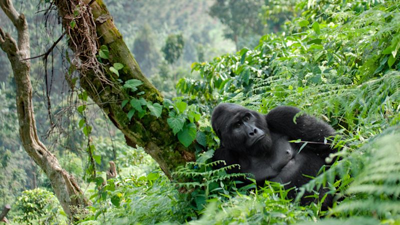 Bwindi Impenetrable Forest gorilla