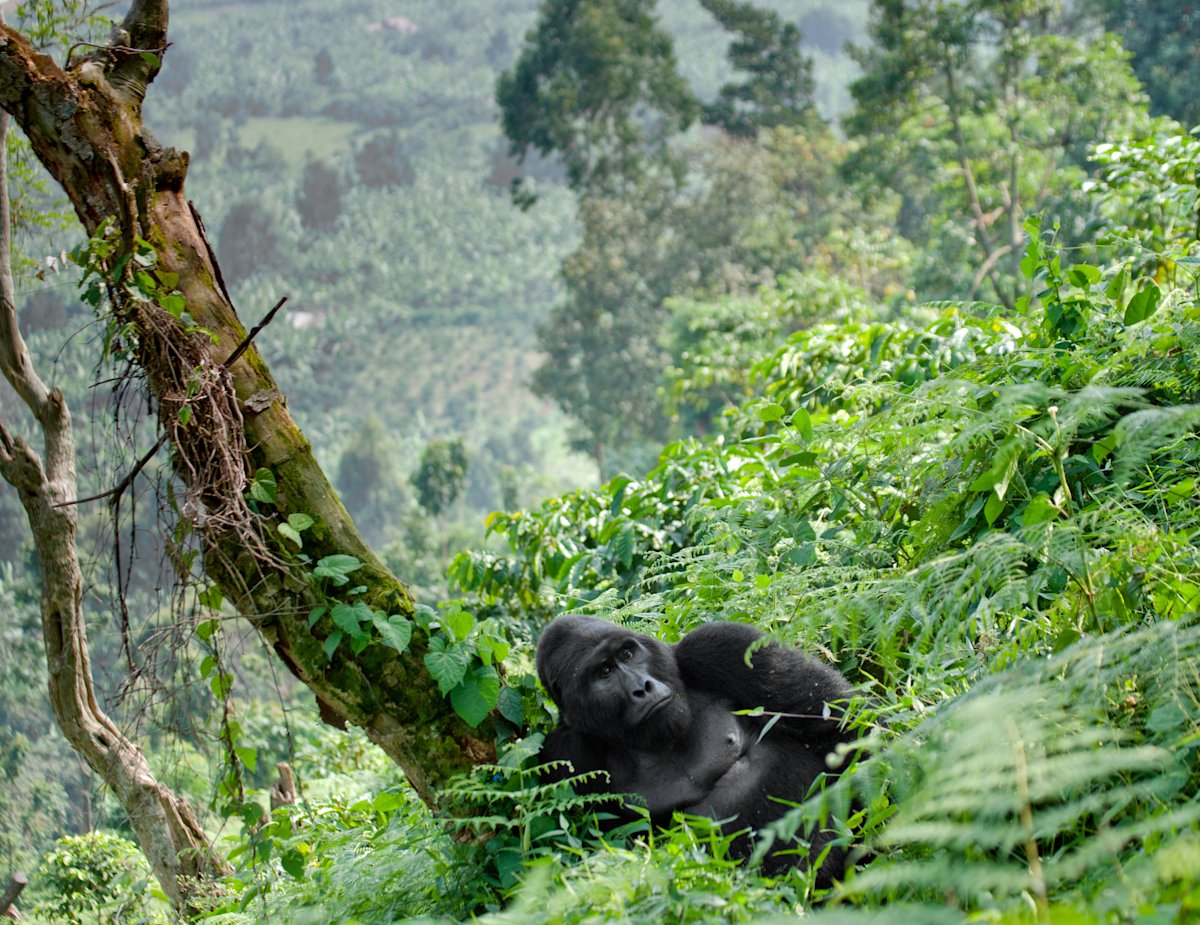 Bwindi Impenetrable Forest