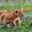 Ours. Lion cubs, Marsh pride, Ndutu, Serengeti, Ngorongoro, Tanzania safari