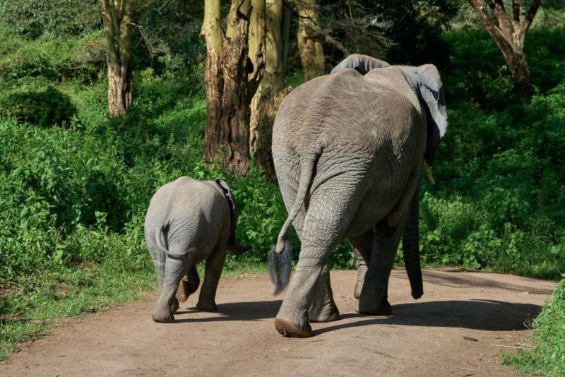 elephant and calf walking away