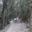 Rainforest on the way from Machame Gate to Machame Camp