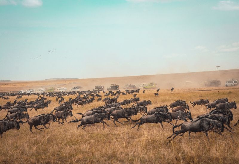 Great Migration wildebeests running