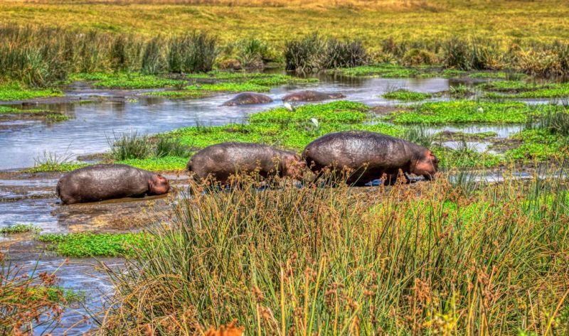 Hippos in swamp in Ngorongoro Crater Tanzania