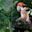 Ours. Red colobus monkey Kibale Forest Uganda
