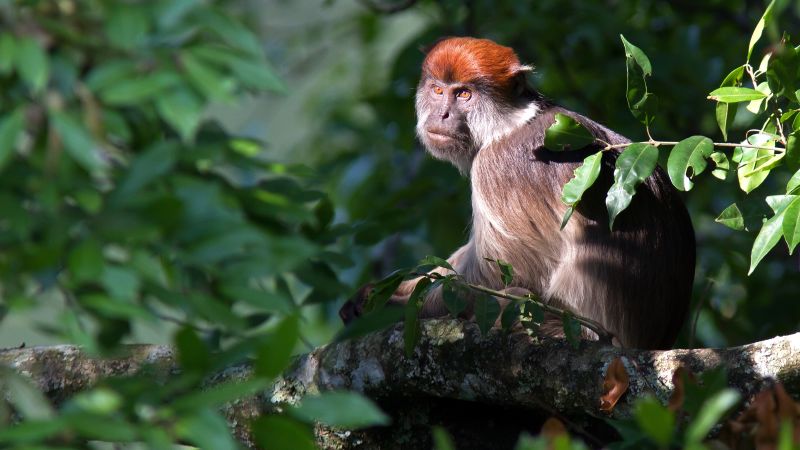 Ours. Red colobus monkey Kibale Forest Uganda