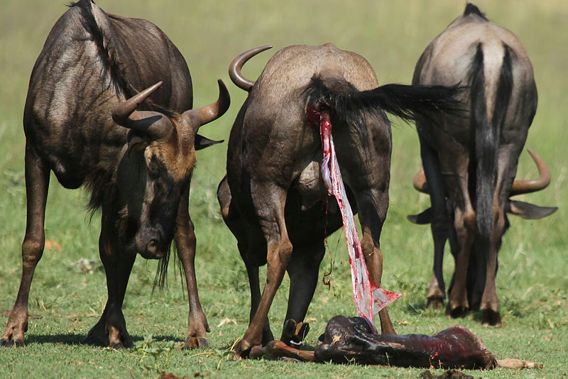 Wildebeest birth